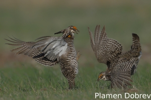 Greater prairie-chicken