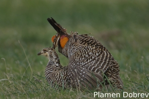 Greater prairie-chicken