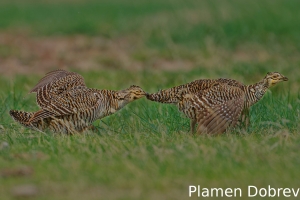 Greater prairie-chicken