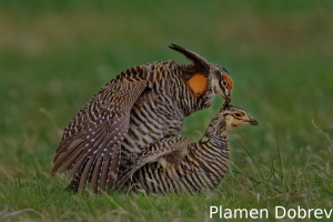 Greater prairie-chicken