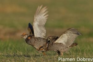 Greater prairie-chicken