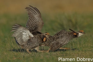 Greater prairie-chicken