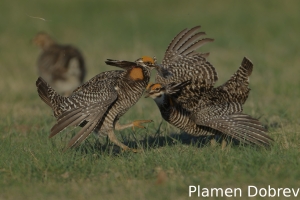 Greater prairie-chicken