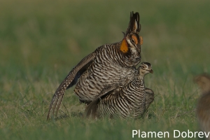 Greater prairie-chicken