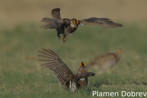 Greater prairie-chicken