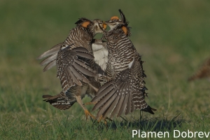 Greater prairie-chicken