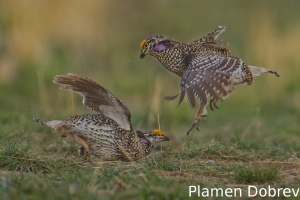 Sharp-tailed grouse
