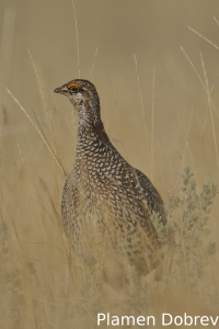 Sharp-tailed grouse