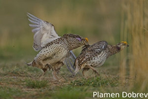 Sharp-tailed grouse