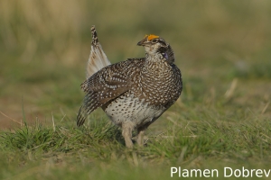 Sharp-tailed grouse