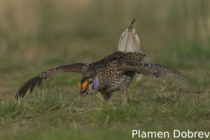 Sharp-tailed grouse