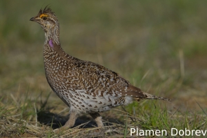 Sharp-tailed grouse