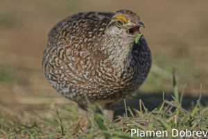 Sharp-tailed grouse