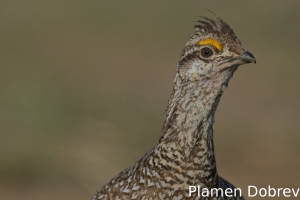 Sharp-tailed grouse