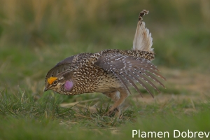 Sharp-tailed grouse