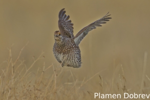 Sharp-tailed grouse