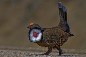 Dusky Grouse