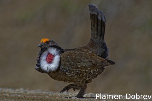 Dusky Grouse