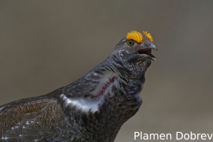 Dusky Grouse