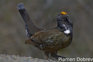 Dusky Grouse