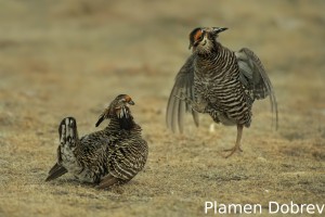 Greater Prairie Chicken