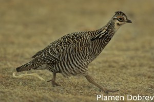 Greater Prairie Chicken