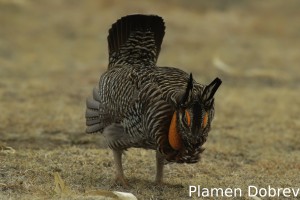 Greater Prairie Chicken