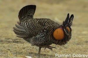 Greater Prairie Chicken