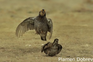 Greater Prairie Chicken
