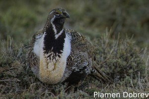 Greater Sage Grouse
