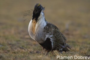 Greater Sage Grouse