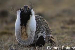 Greater Sage Grouse
