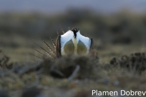 Greater Sage Grouse