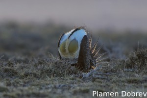 Greater Sage Grouse