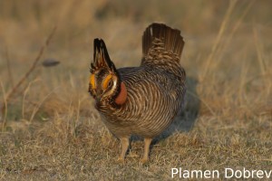 Lesser Prairie Chicken