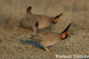 Lesser Prairie Chicken