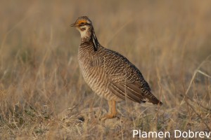 Lesser Prairie Chicken