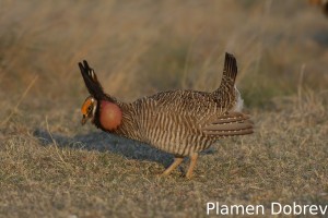 Lesser Prairie Chicken