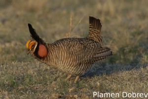 Lesser Prairie Chicken