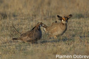 Lesser Prairie Chicken