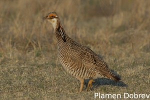 Lesser Prairie Chicken