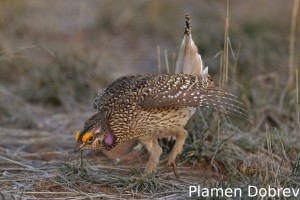 Sharp-Tailed Grouse