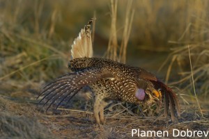 Sharp-Tailed Grouse