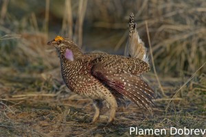 Sharp-Tailed Grouse