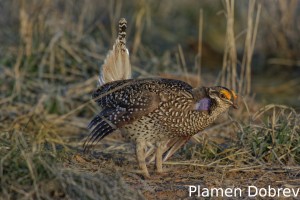 Sharp-Tailed Grouse