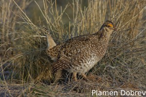 Sharp-Tailed Grouse