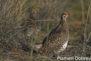 Sharp-Tailed Grouse