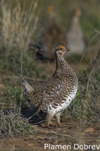 Sharp-Tailed Grouse