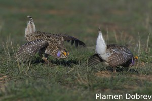 Sharp-Tailed Grouse