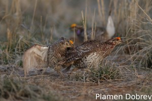 Sharp-Tailed Grouse